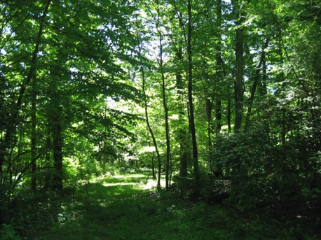The forest in May: Indian Springs Wildlife Management Area.